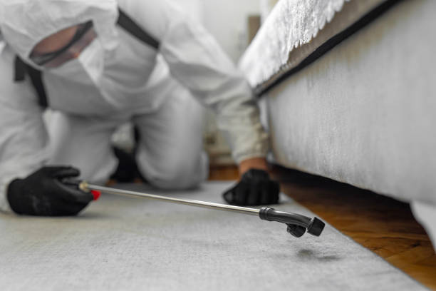 Professional Bed Bug Control technician working in Burlington, OH