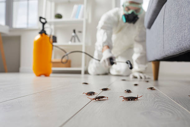 Trusted Termite Control service in Burlington, OH - Nex Pest Control